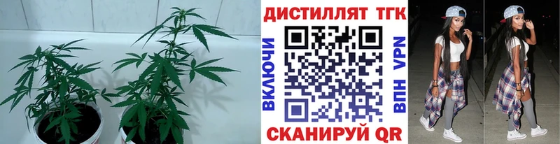 что такое наркотик  Сенгилей  Дистиллят ТГК концентрат 